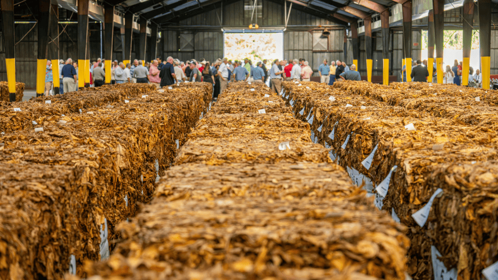 mozambique leaf tobacco Mozambique Tobacco Industry Strategies to Revitalise Sector